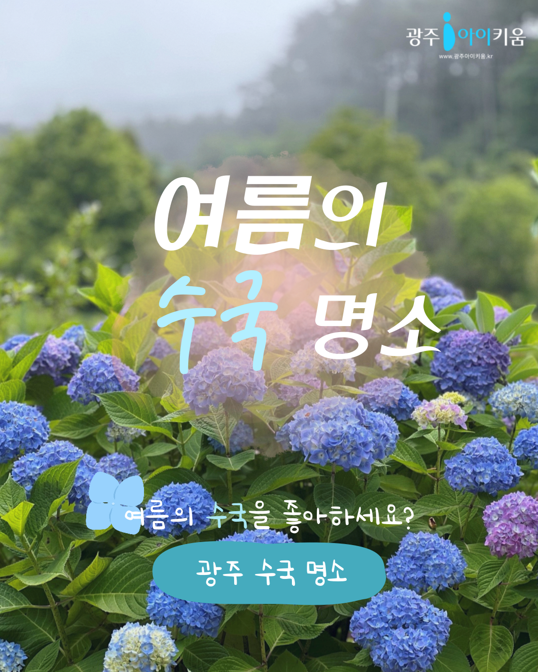 여름의 수국을 좋아하세요? 광주 수국 명소 확인해보세요 !